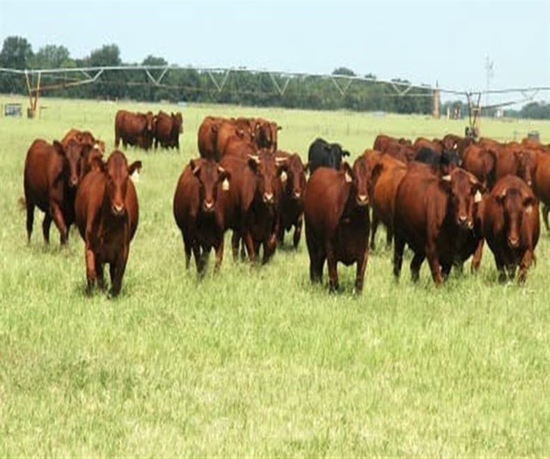 Oklahoma Natural Beef